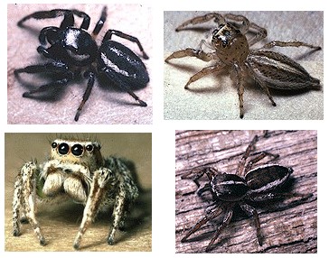 jumping_spiders.jpg