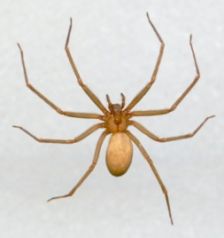 brown_recluse_or_fiddleback_spider.jpg