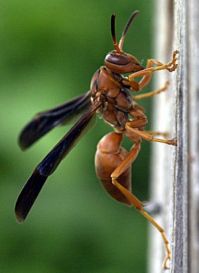 paper_wasps.jpg