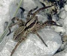 wolf_spider.jpg