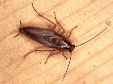 german_cockroach.jpg