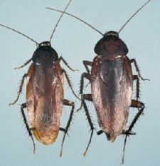smokybrown_cockroach.jpg