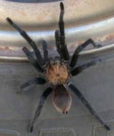 tarantula.jpg