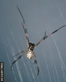 black_widow_male.jpg