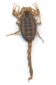 scorpions.jpg