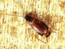 brownbanded_cockroach.jpg