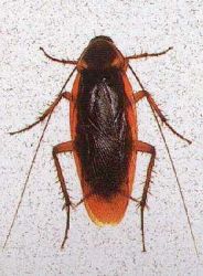 american_cockroach.jpg