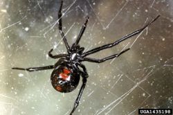black_widow_female.jpg