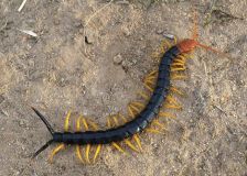Four Easy Tricks To Keep Centipedes Away