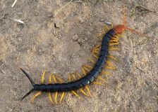 centipedes.jpg