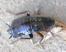 oriental_cockroach.jpg