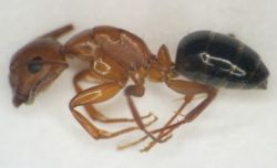 Carpenter_ant.jpg